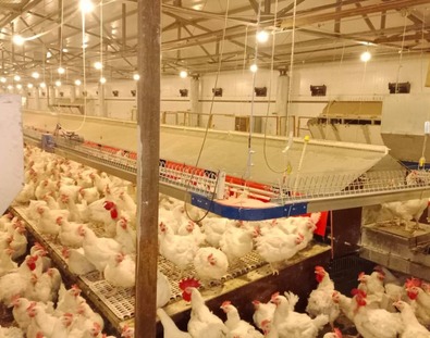 Система кормления для родительского стада - Поставка и сборка оборудования для птицефабрик - Компания BORKS